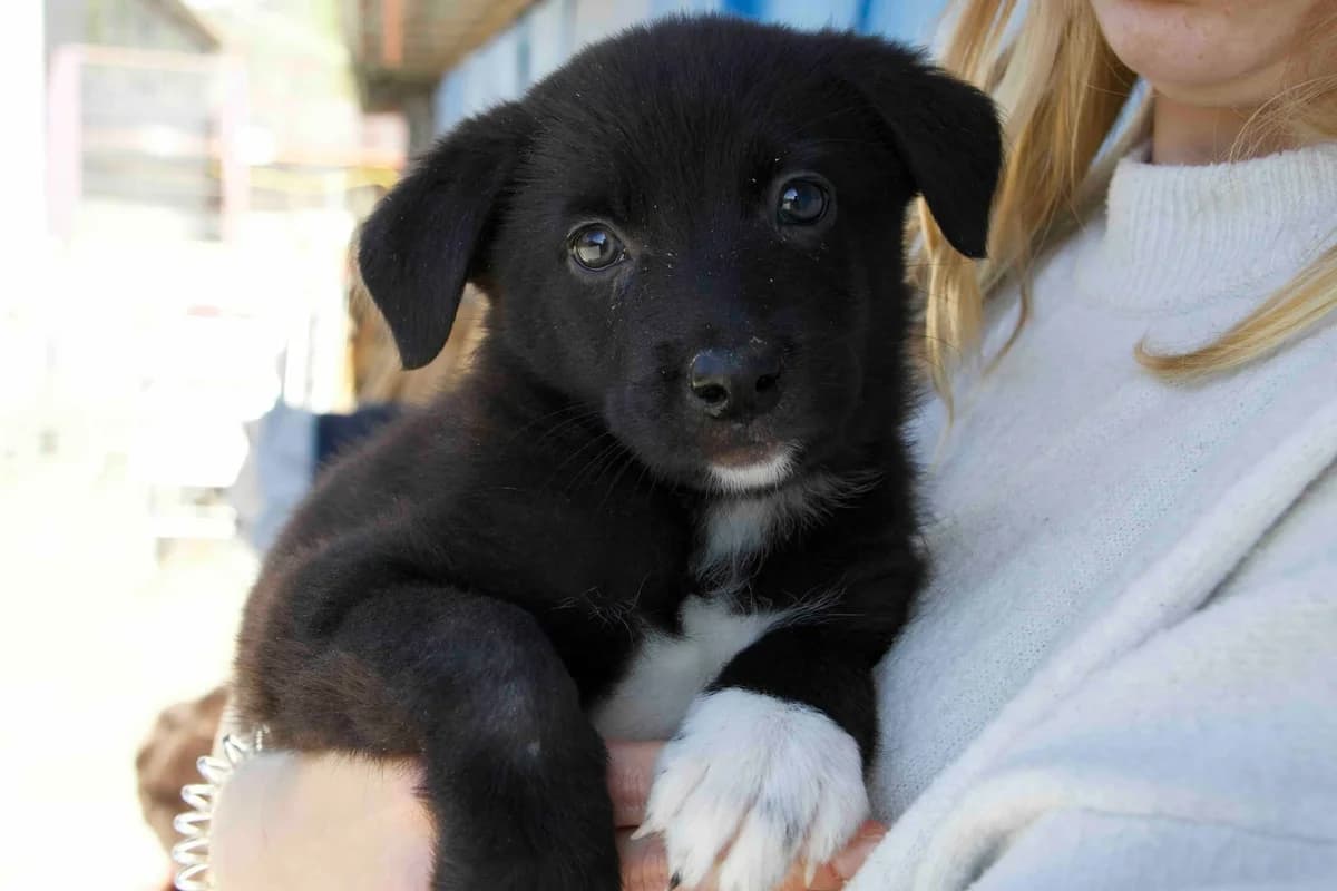 Ember, weiß female puppy Mixed Breed for adoption at Ein Herz für Streuner e.V., München