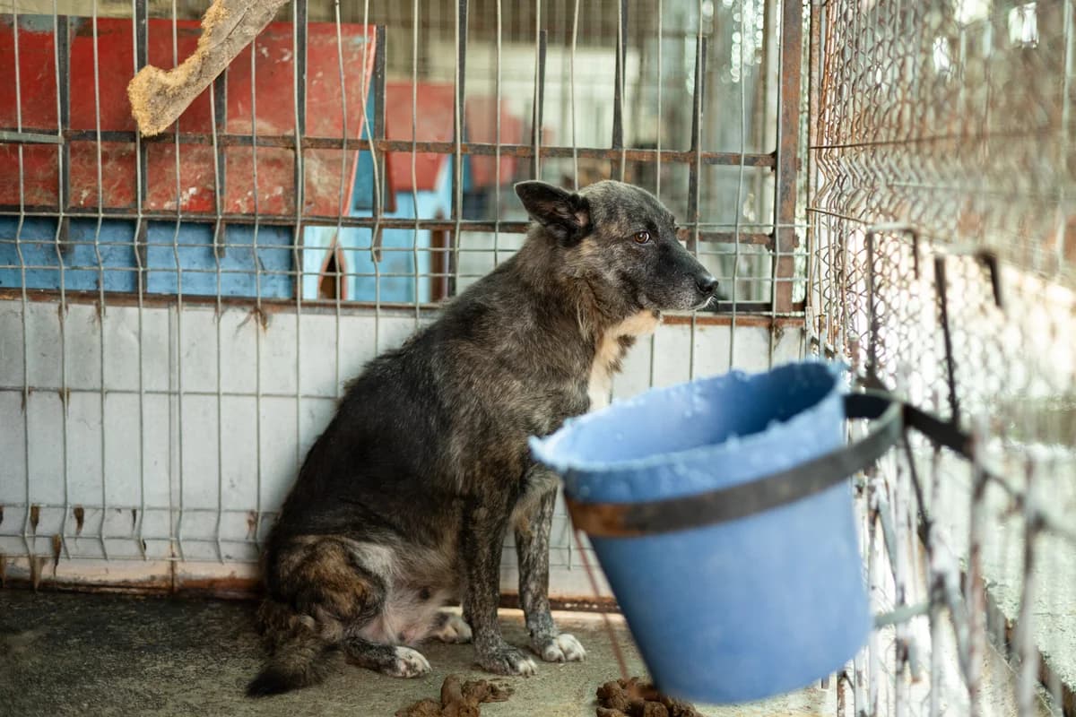 Embla, female 6yo Mixed Breed for adoption at Ein Herz für Streuner e.V., München