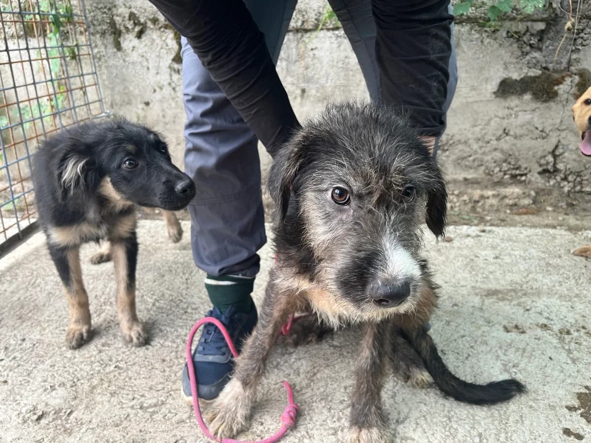Emie, female puppy Mixed Breed for adoption at Ein Herz für Streuner e.V., München
