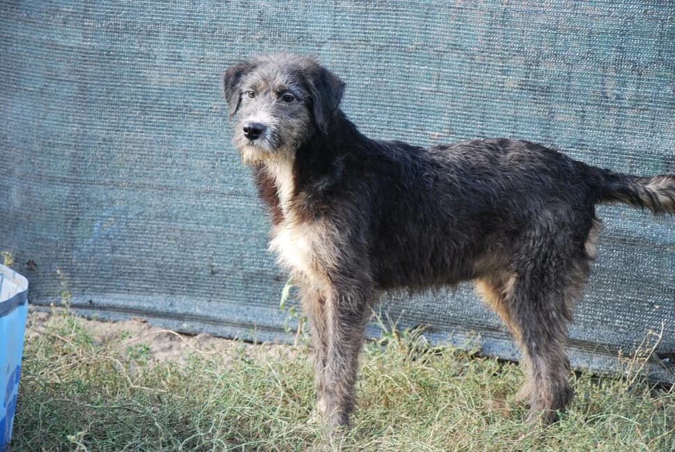 Emie, female puppy Mixed Breed for adoption at Ein Herz für Streuner e.V., München