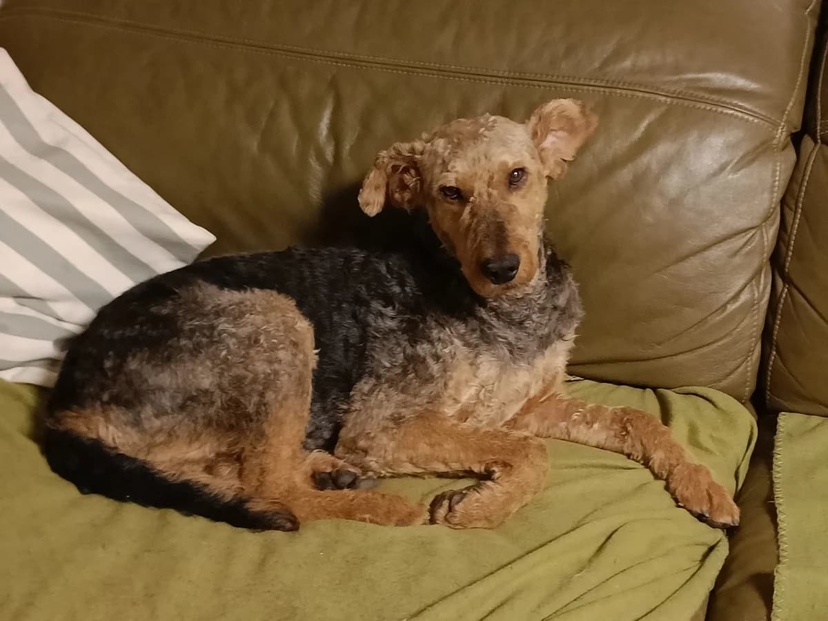 Emil, male senior Mixed Breed for adoption at Ein Herz für Streuner e.V., München
