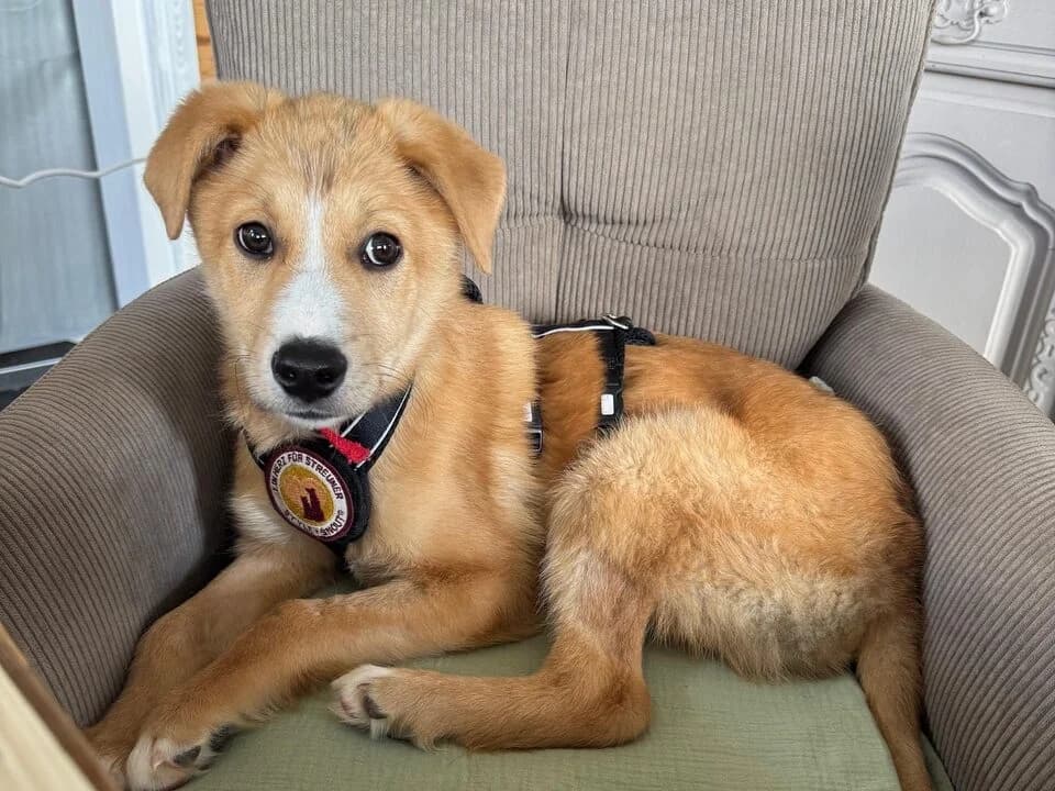 Emil, male puppy Mixed Breed for adoption at Ein Herz für Streuner e.V., München
