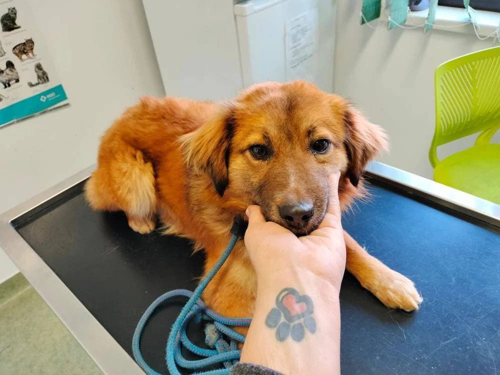 Emilia, Mixed Breed for adoption at Ein Herz für Streuner e.V., München