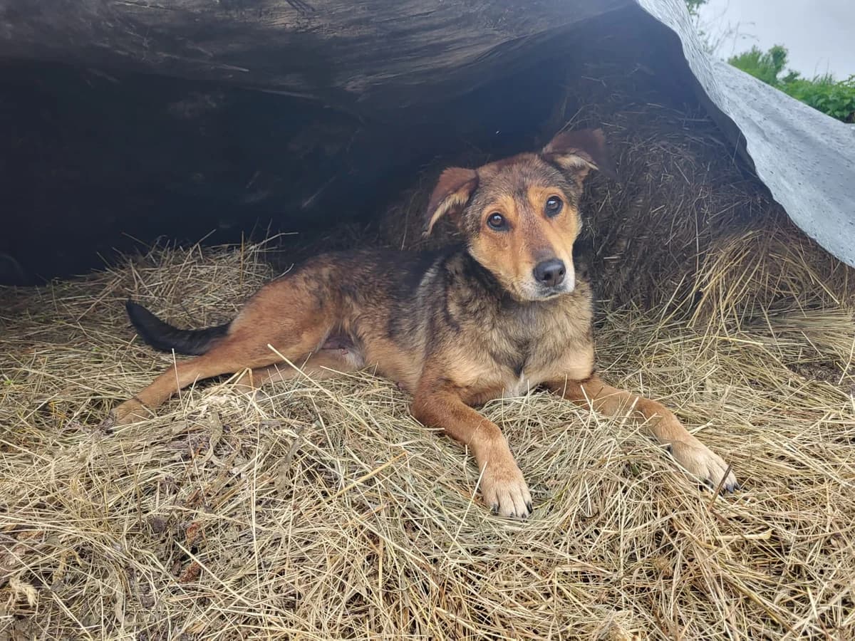 Emilia, female young Mixed Breed for adoption at Ein Herz für Streuner e.V., München