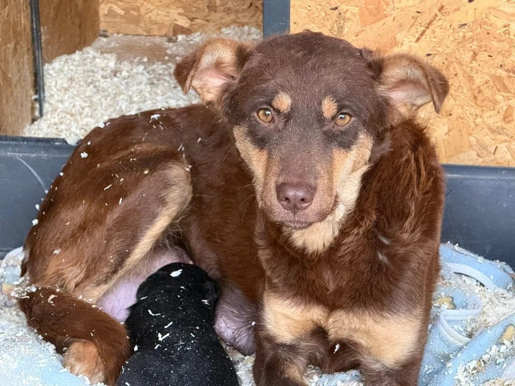 Emilia, female 5yo Mixed Breed for adoption at Ein Herz für Streuner e.V., München