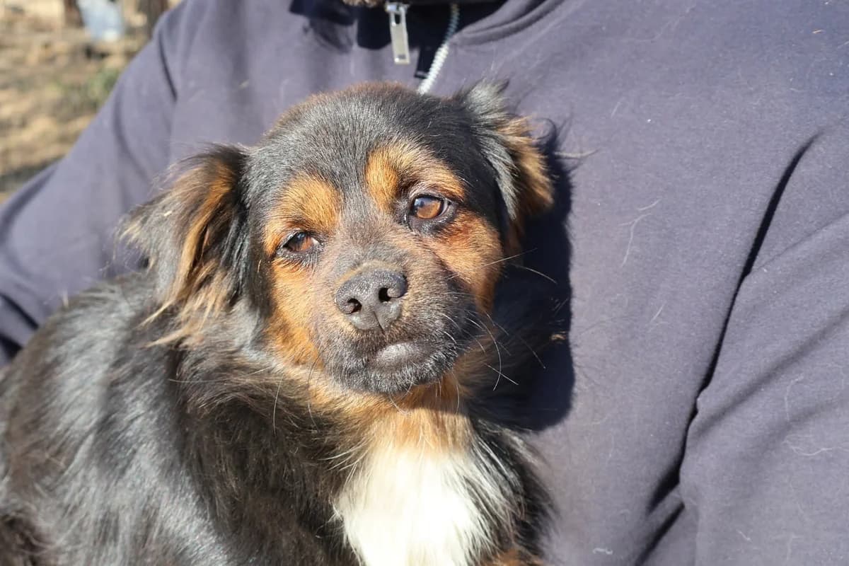 Emilio, weiß male young Mixed Breed for adoption at Ein Herz für Streuner e.V., München