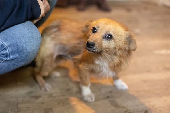 Emily, female 5yo Mixed Breed for adoption at Ein Herz für Streuner e.V., München