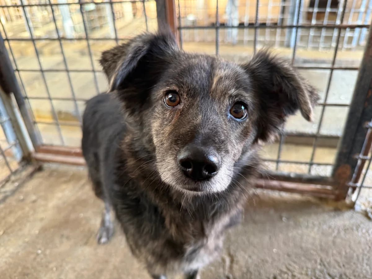 Emily, female 3yo Mixed Breed for adoption at Ein Herz für Streuner e.V., München