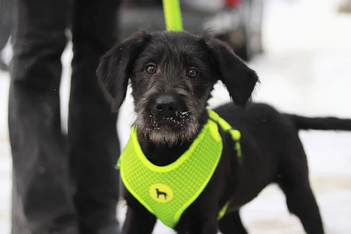 Emily, female puppy Mixed Breed for adoption at Ein Herz für Streuner e.V., München