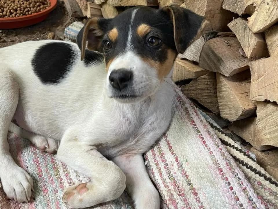 Emjay, female puppy Mixed Breed for adoption at Ein Herz für Streuner e.V., München
