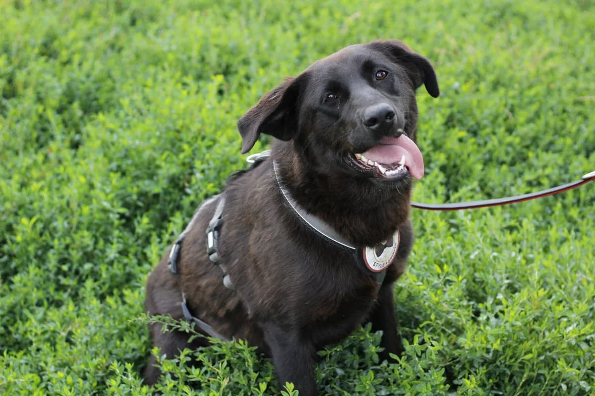 Emma, female 5yo Mixed Breed for adoption at Ein Herz für Streuner e.V., München