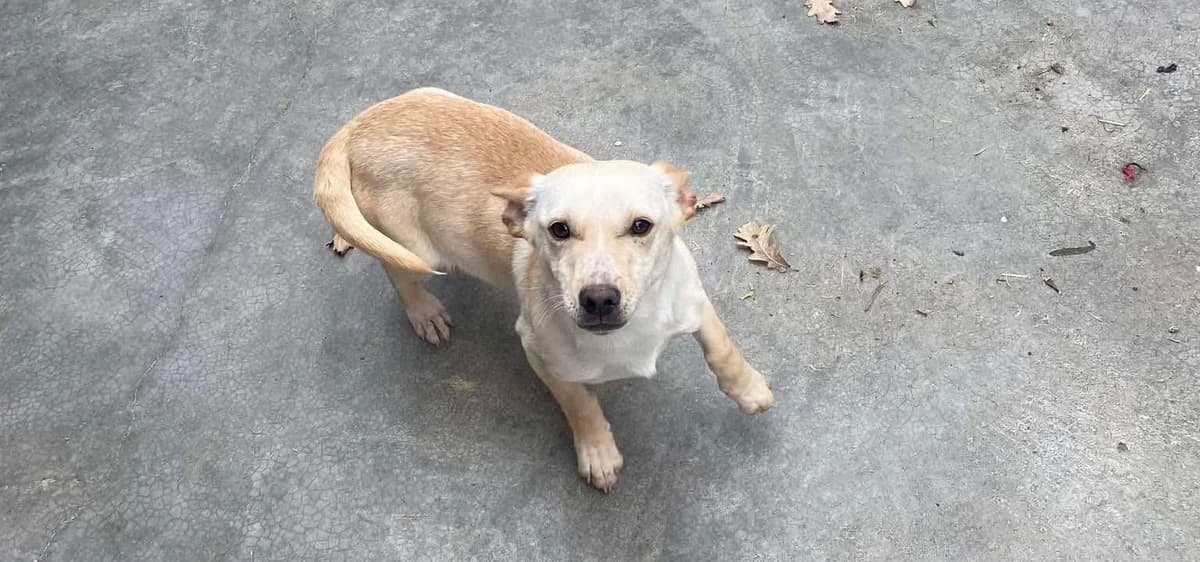 Emma, young Mixed Breed for adoption at Ein Herz für Streuner e.V., München