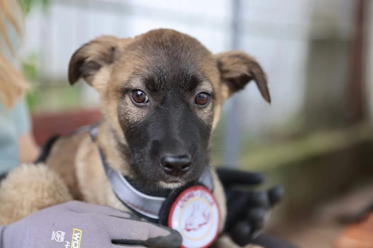 Emma, female puppy Mixed Breed for adoption at Ein Herz für Streuner e.V., München