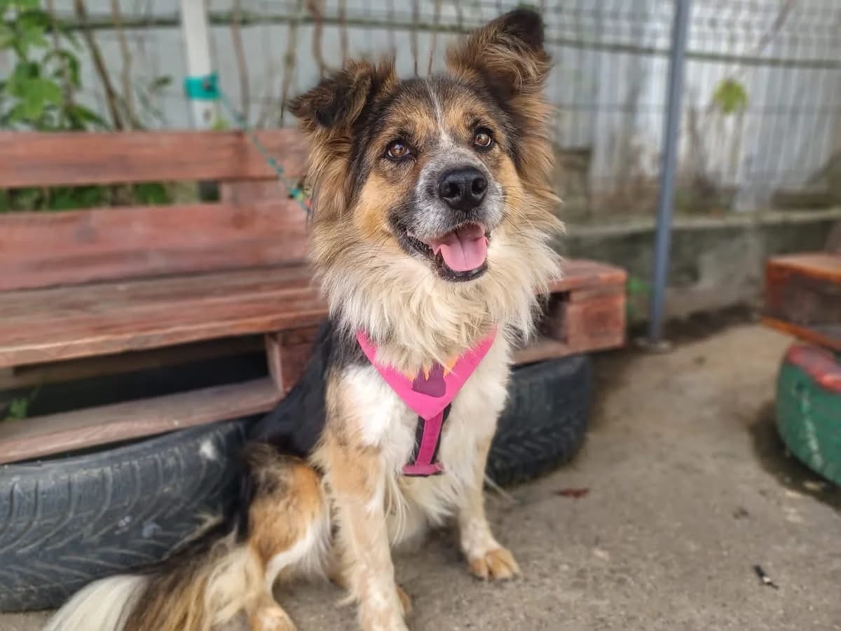 Emma, female 5yo Mixed Breed for adoption at Ein Herz für Streuner e.V., München