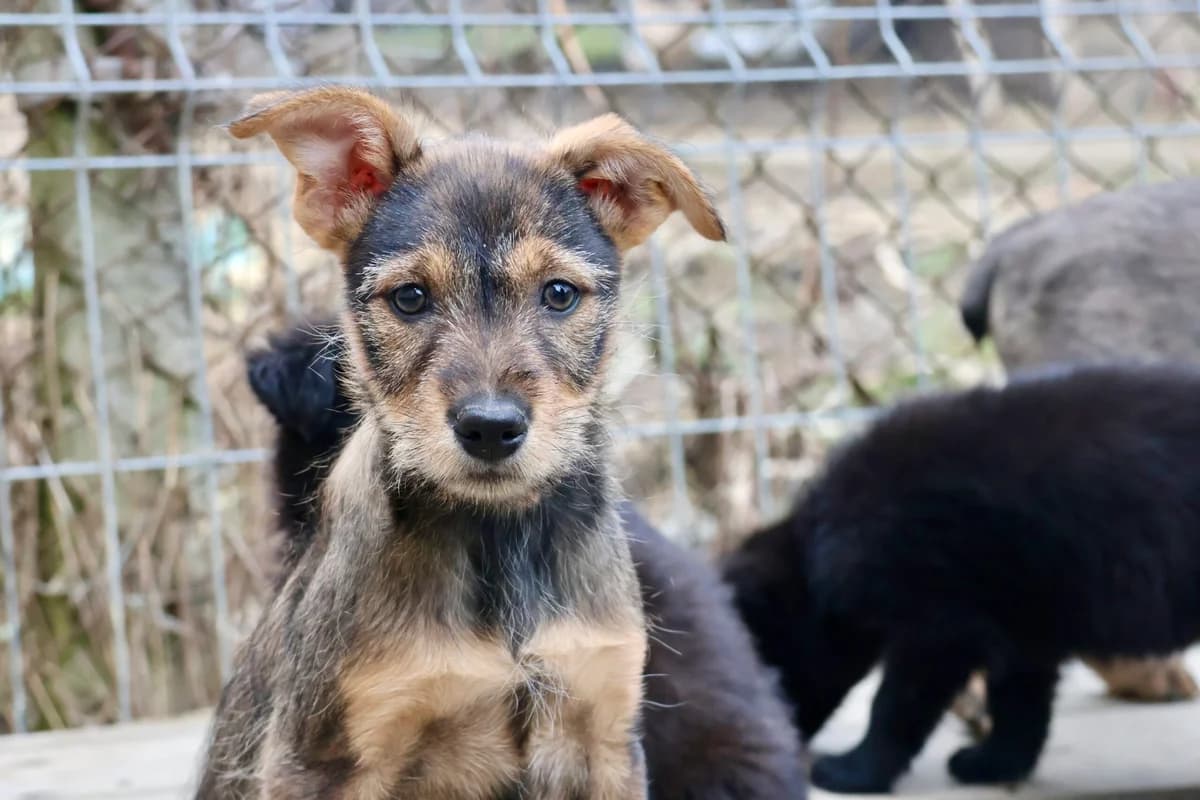 Emmi, female puppy Mixed Breed for adoption at Ein Herz für Streuner e.V., München