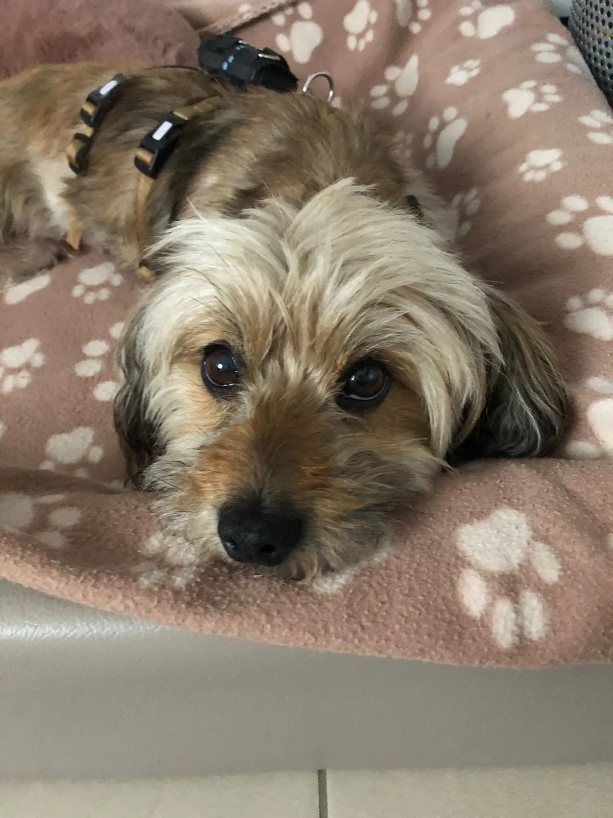 Emmi, female 4yo Mixed Breed for adoption at Ein Herz für Streuner e.V., München