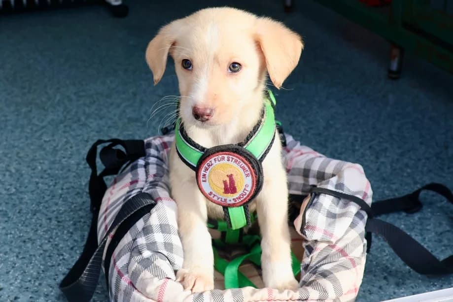 Emmi, female puppy Mixed Breed for adoption at Ein Herz für Streuner e.V., München