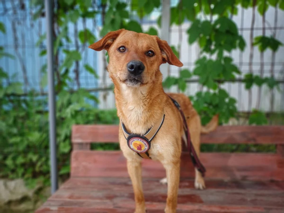 Emmi, Mixed Breed for adoption at Ein Herz für Streuner e.V., München