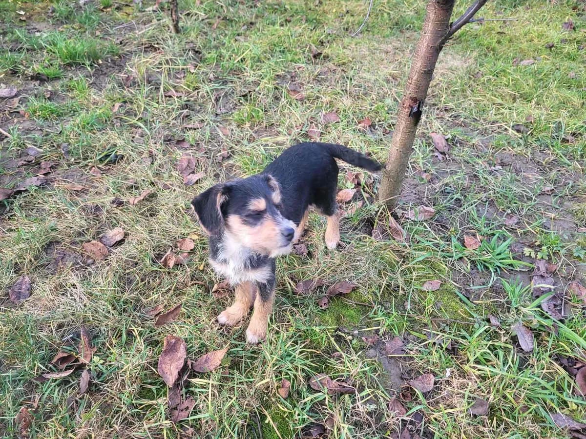 Emmi, Mixed Breed for adoption at Ein Herz für Streuner e.V., München