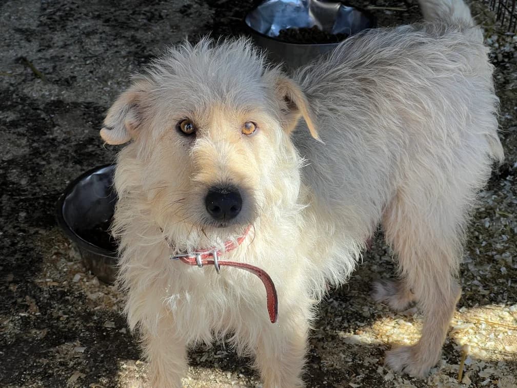 Emmi, female 5yo Mixed Breed for adoption at Ein Herz für Streuner e.V., München