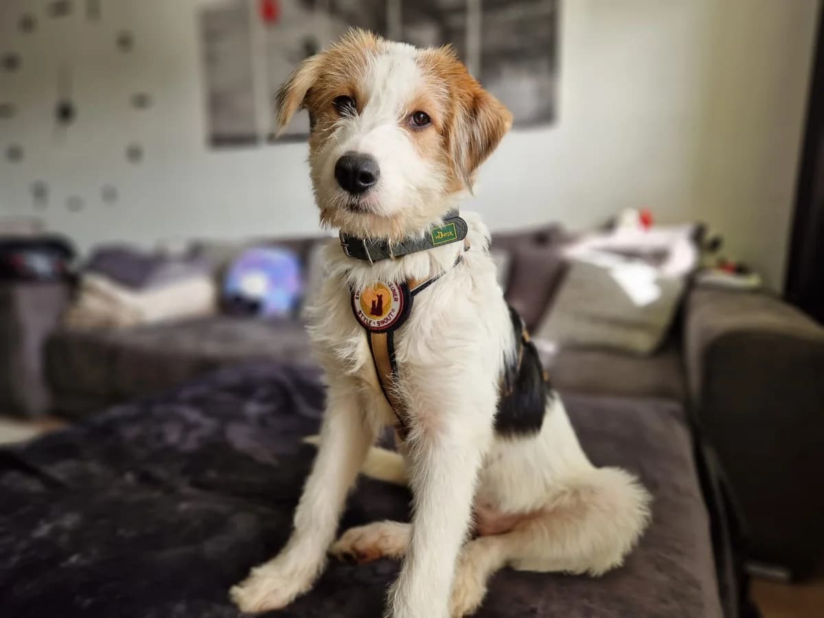 Emmy, braun female puppy Mixed Breed for adoption at Ein Herz für Streuner e.V., München