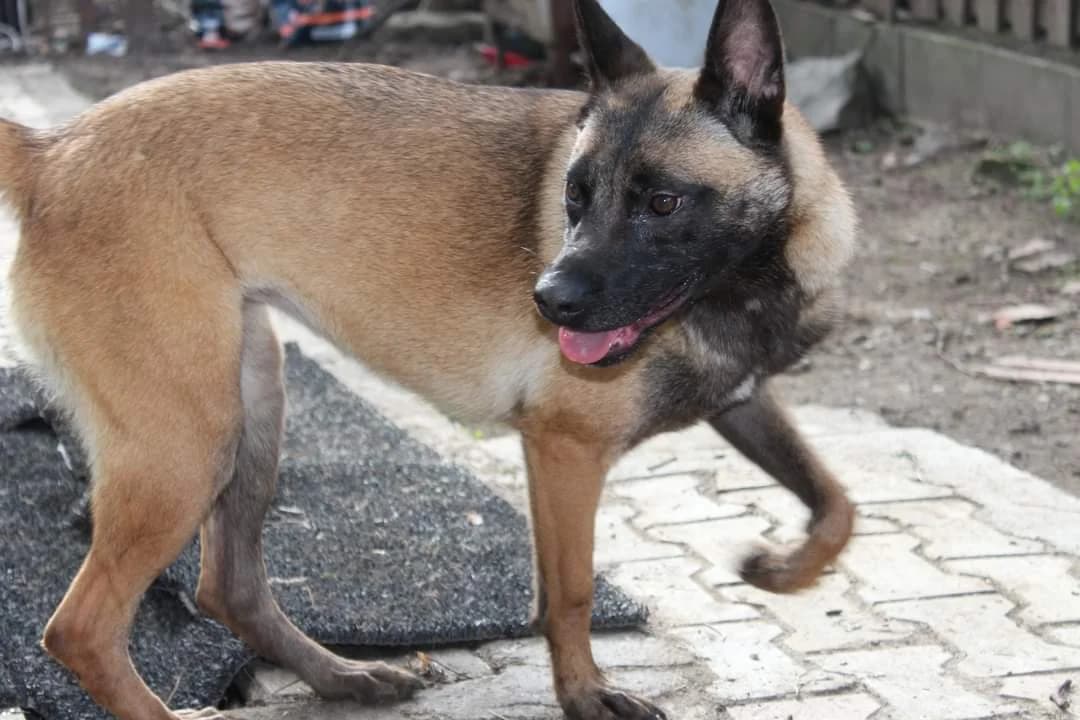 Emmy, female young Mixed Breed for adoption at Ein Herz für Streuner e.V., München