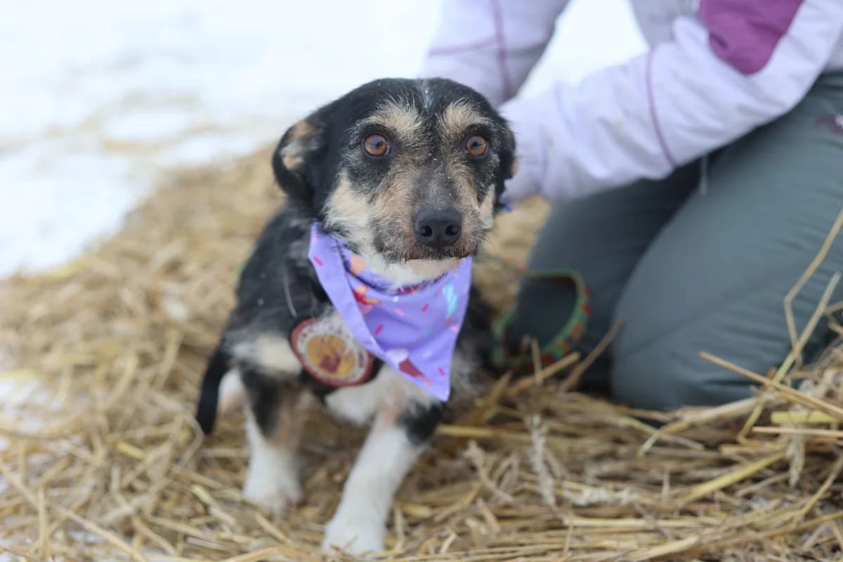 Emmylou, female young Mixed Breed for adoption at Ein Herz für Streuner e.V., München