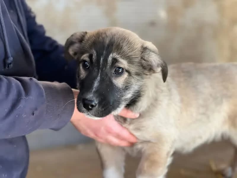 Emre, male puppy Mixed Breed for adoption at Ein Herz für Streuner e.V., München