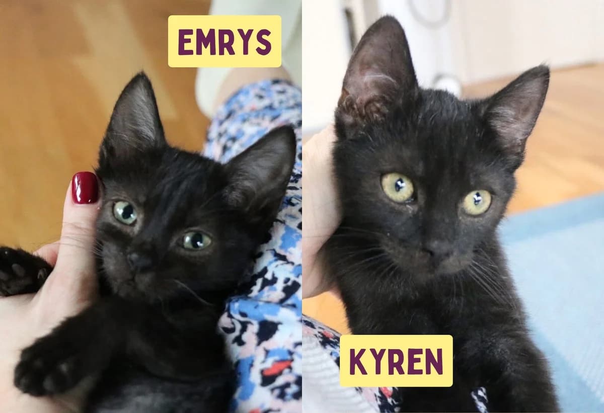 Emrys & Kyren, schwarz female puppy Mixed Breed for adoption at Ein Herz für Streuner e.V., München