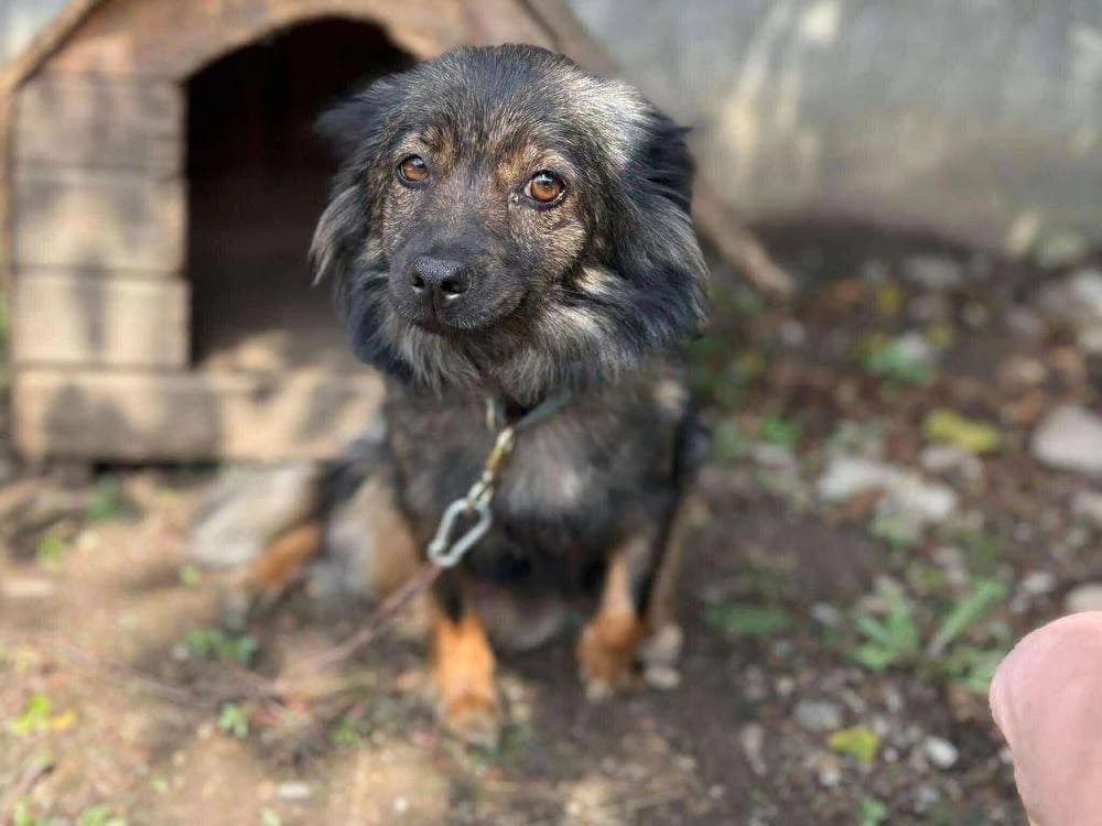 Ems, Mixed Breed for adoption at Ein Herz für Streuner e.V., München