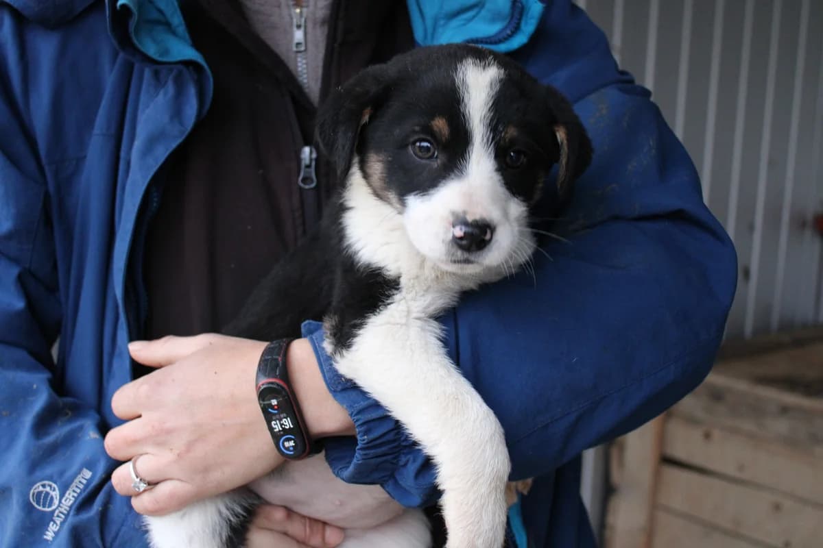 Emy, weiß female puppy Mixed Breed for adoption at Ein Herz für Streuner e.V., München
