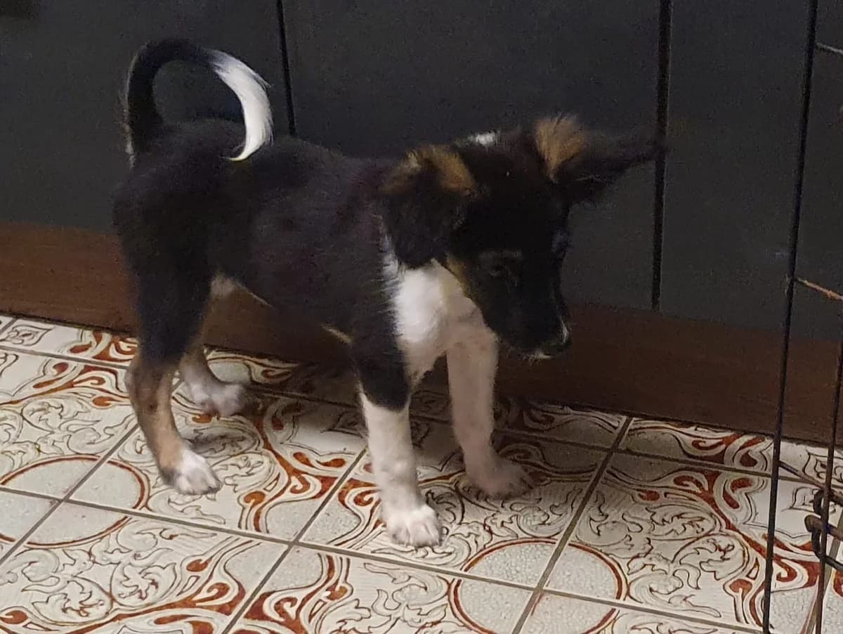 Enja, female puppy Mixed Breed for adoption at Ein Herz für Streuner e.V., München