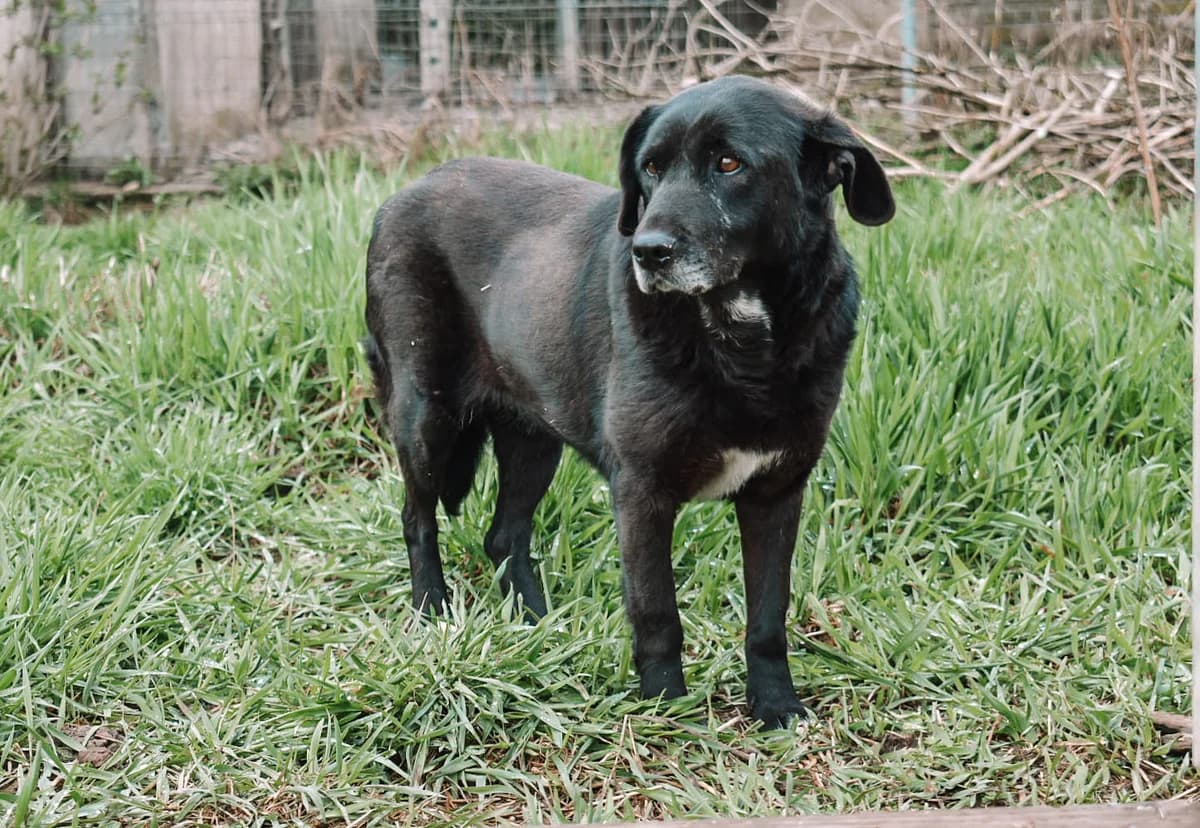 Enna, female senior Mixed Breed for adoption at Ein Herz für Streuner e.V., München