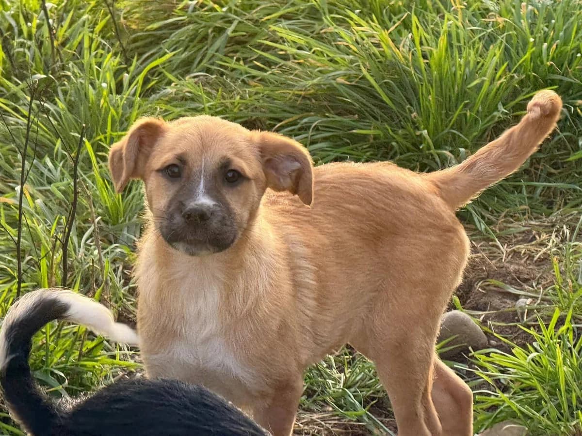 Enno, weiß male puppy Mixed Breed for adoption at Ein Herz für Streuner e.V., München
