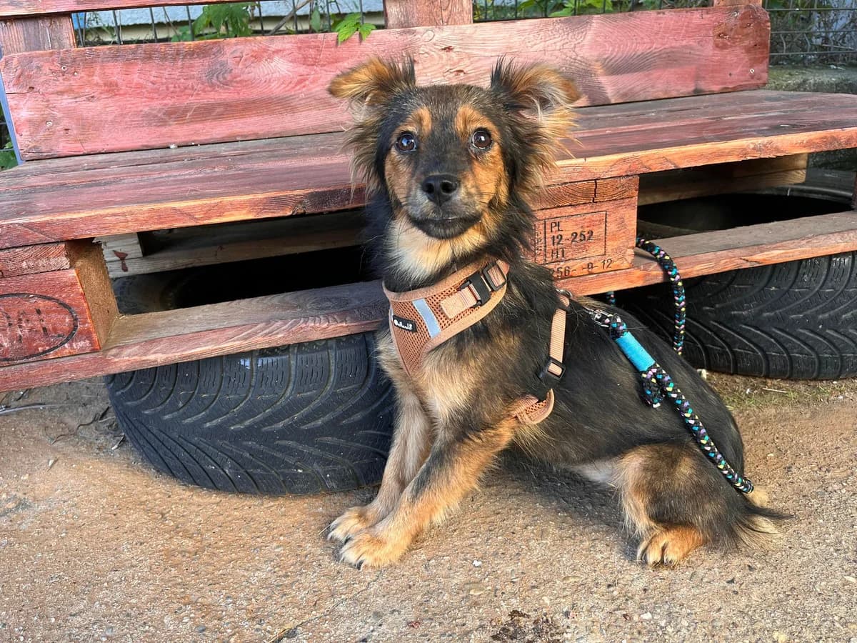 Enya, female young Mixed Breed for adoption at Ein Herz für Streuner e.V., München