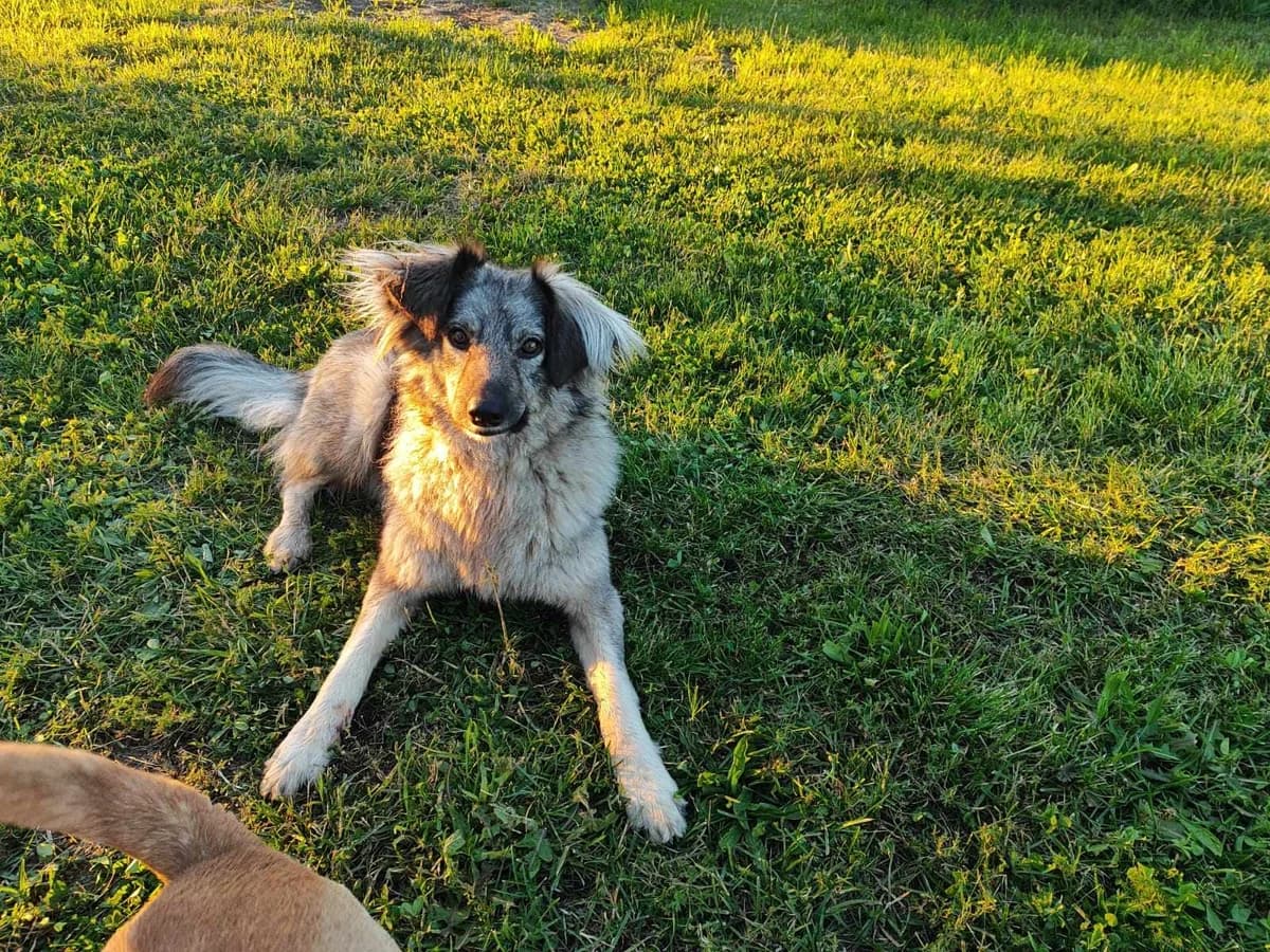 Enya, female 5yo Mixed Breed for adoption at Ein Herz für Streuner e.V., München
