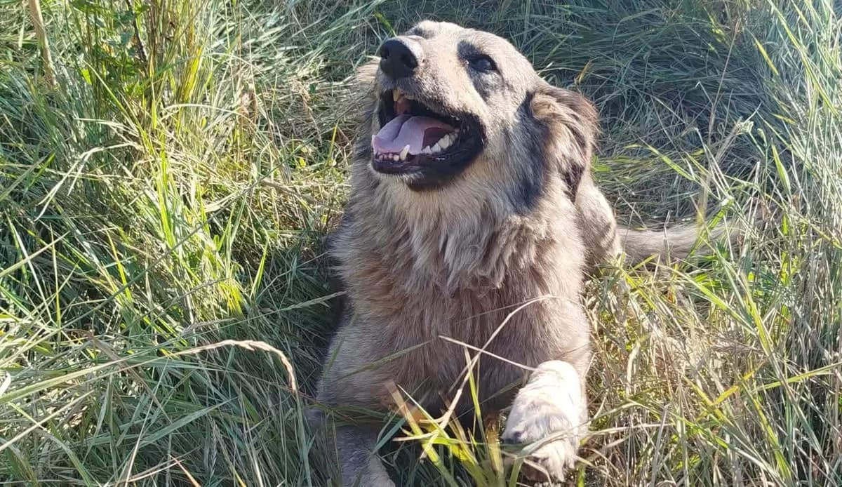 Enya, female 5yo Mixed Breed for adoption at Ein Herz für Streuner e.V., München