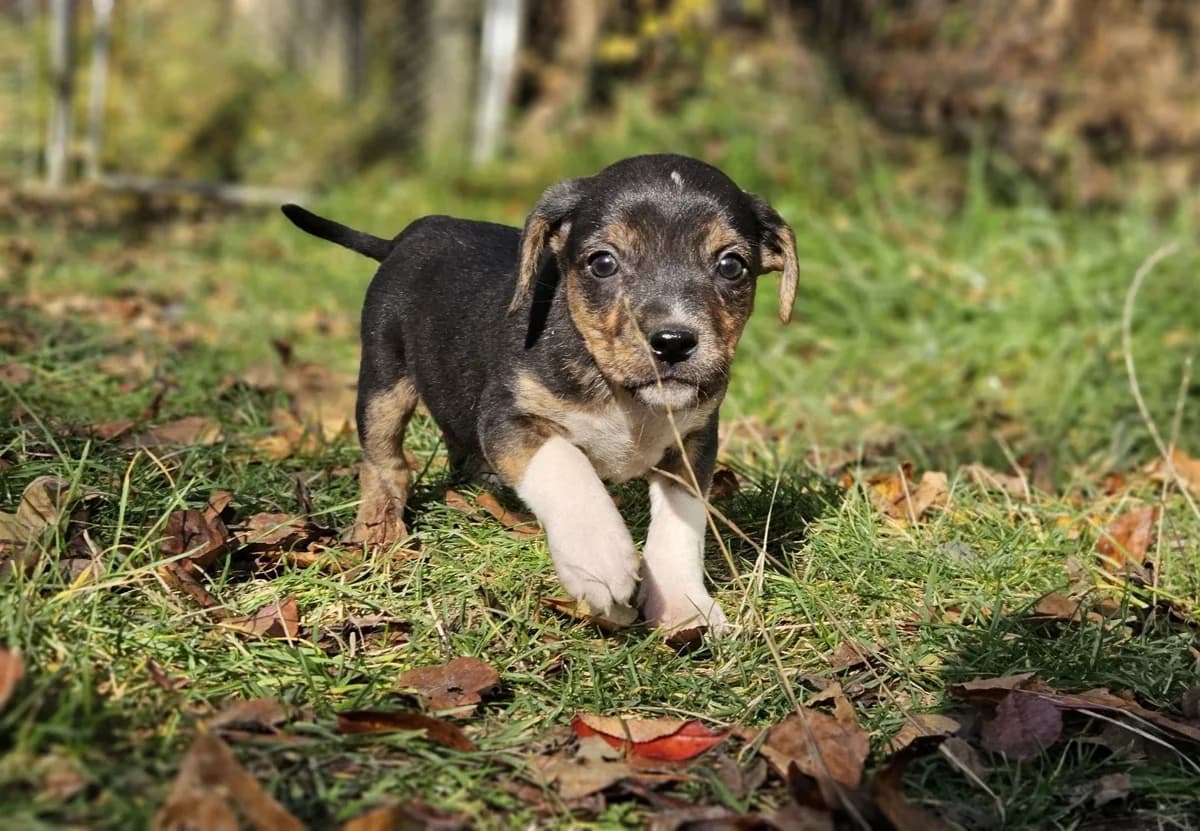 Enya, puppy Mixed Breed for adoption at Ein Herz für Streuner e.V., München