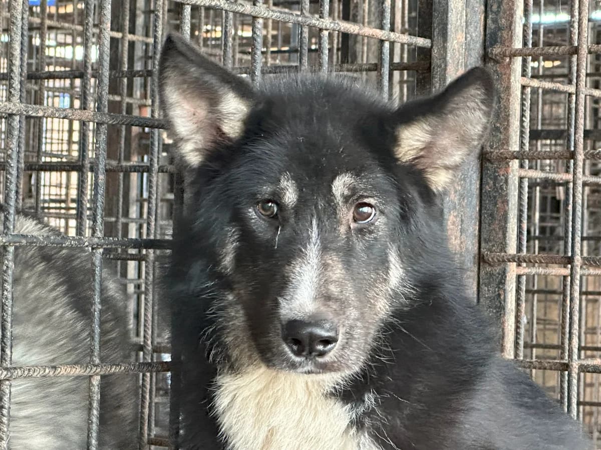 Enya, female 5yo Mixed Breed for adoption at Ein Herz für Streuner e.V., München