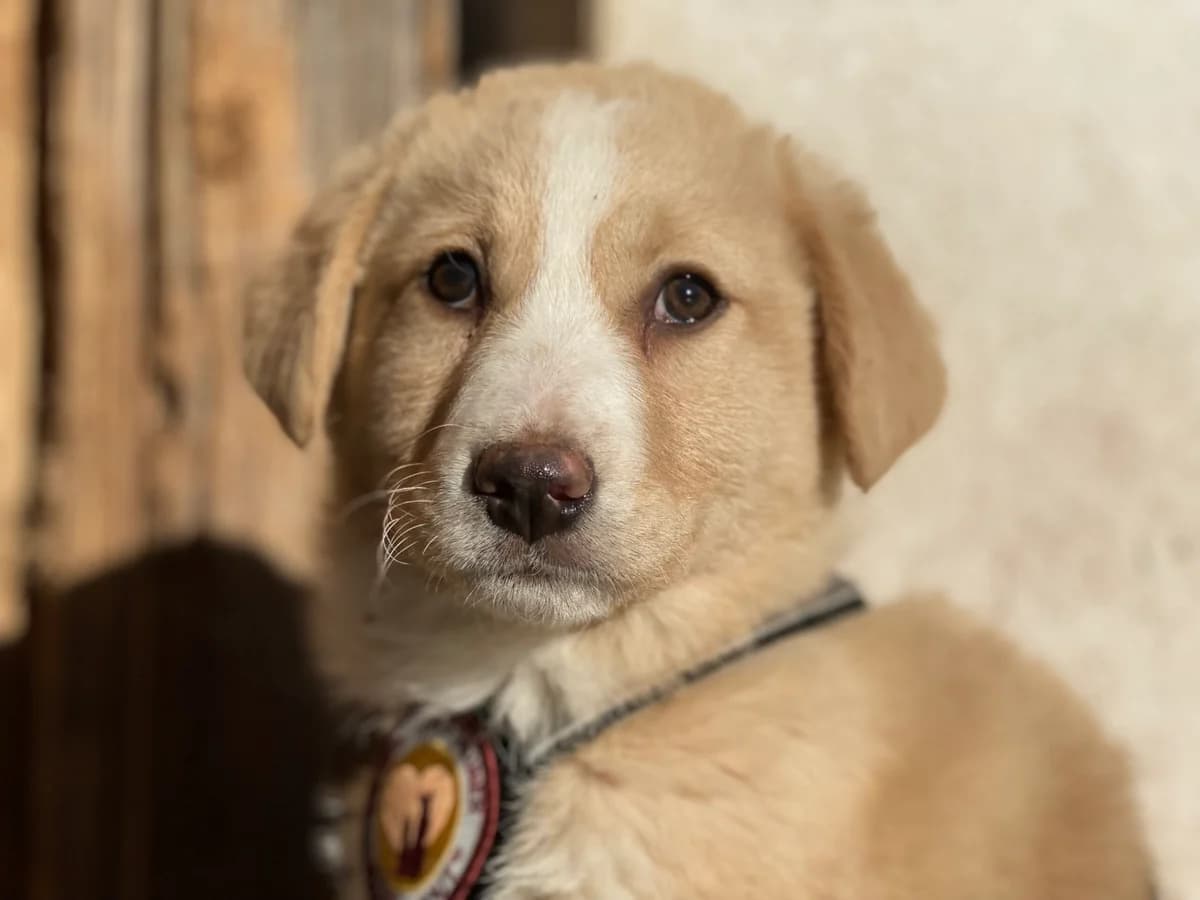 Enzo, weiß male puppy Mixed Breed for adoption at Ein Herz für Streuner e.V., München