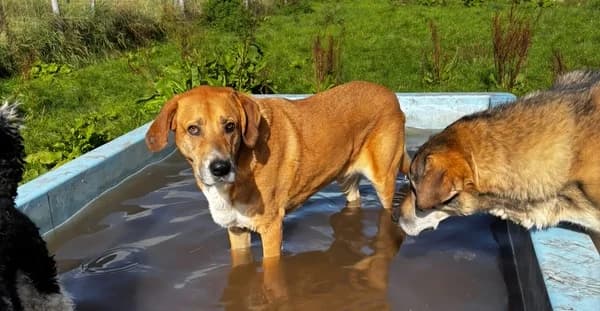 Enzo, male senior Mixed Breed for adoption at Ein Herz für Streuner e.V., München