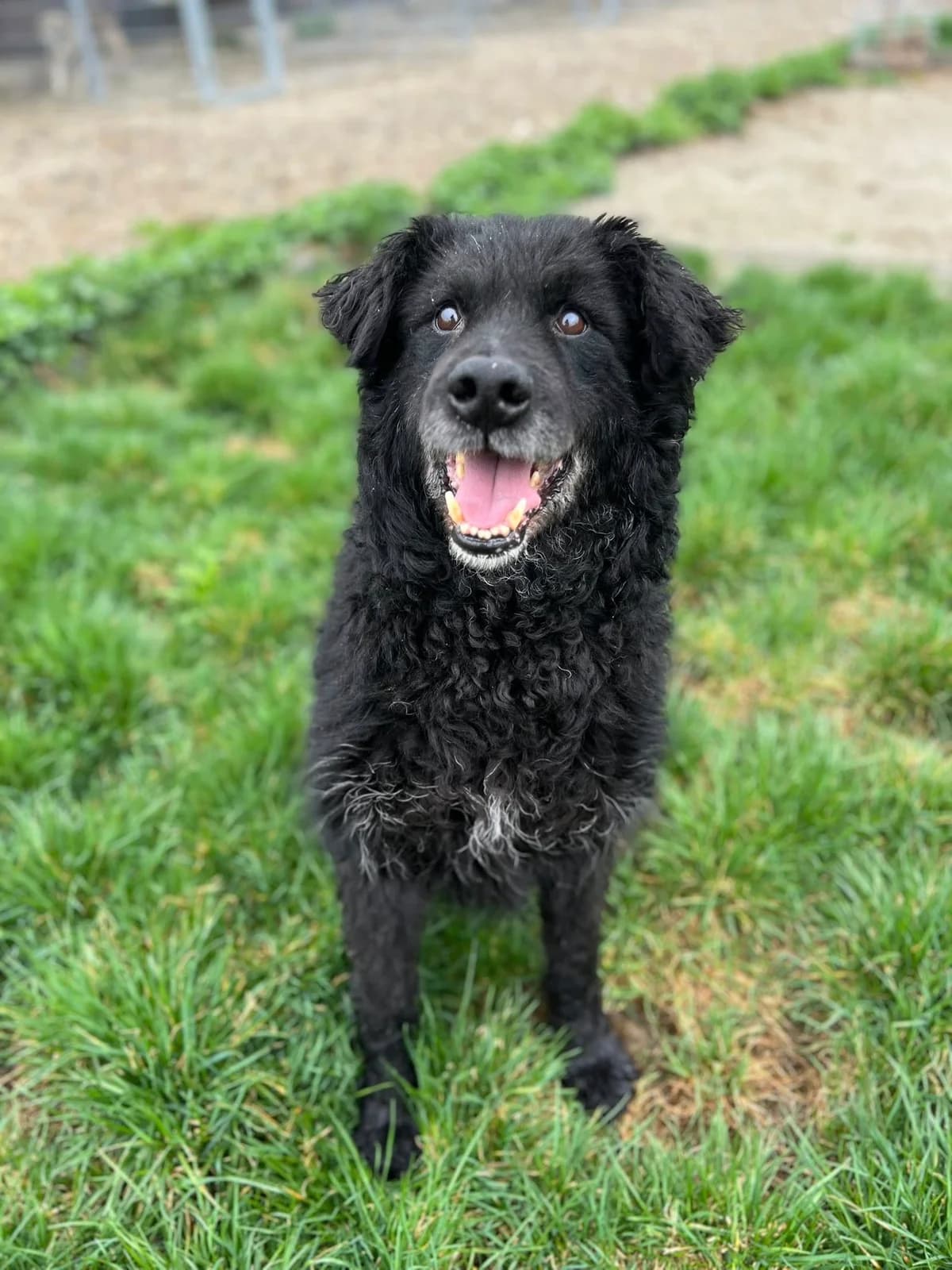 Enzo, grau male senior Mixed Breed for adoption at Ein Herz für Streuner e.V., München