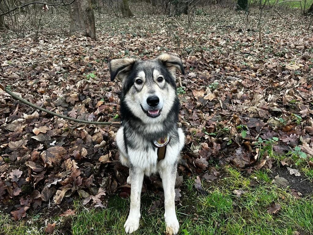 Enzo, male young Mixed Breed for adoption at Ein Herz für Streuner e.V., München