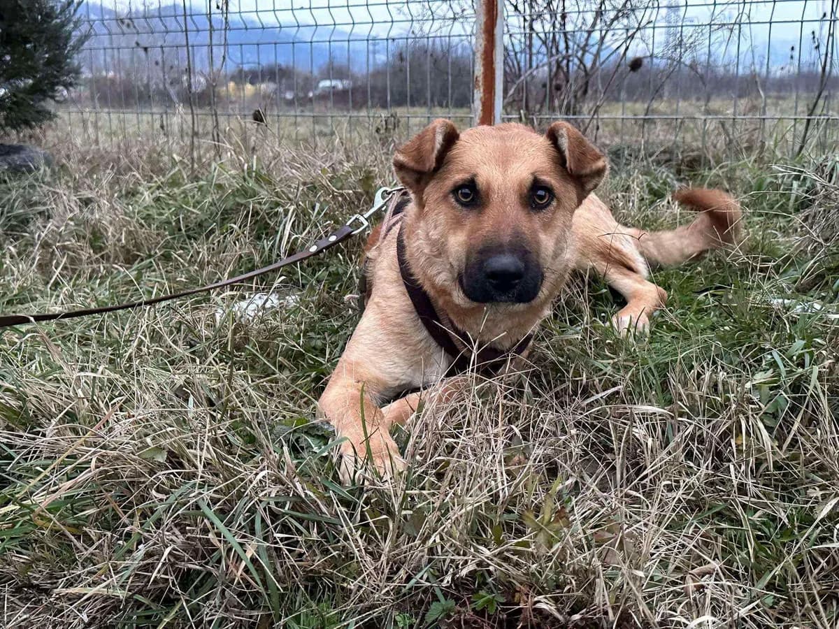 Eowyn, female 5yo Mixed Breed for adoption at Ein Herz für Streuner e.V., München