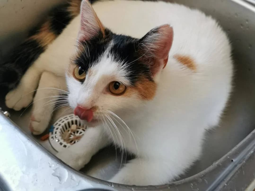 Erbse, female 3yo Mixed Breed for adoption at Ein Herz für Streuner e.V., München