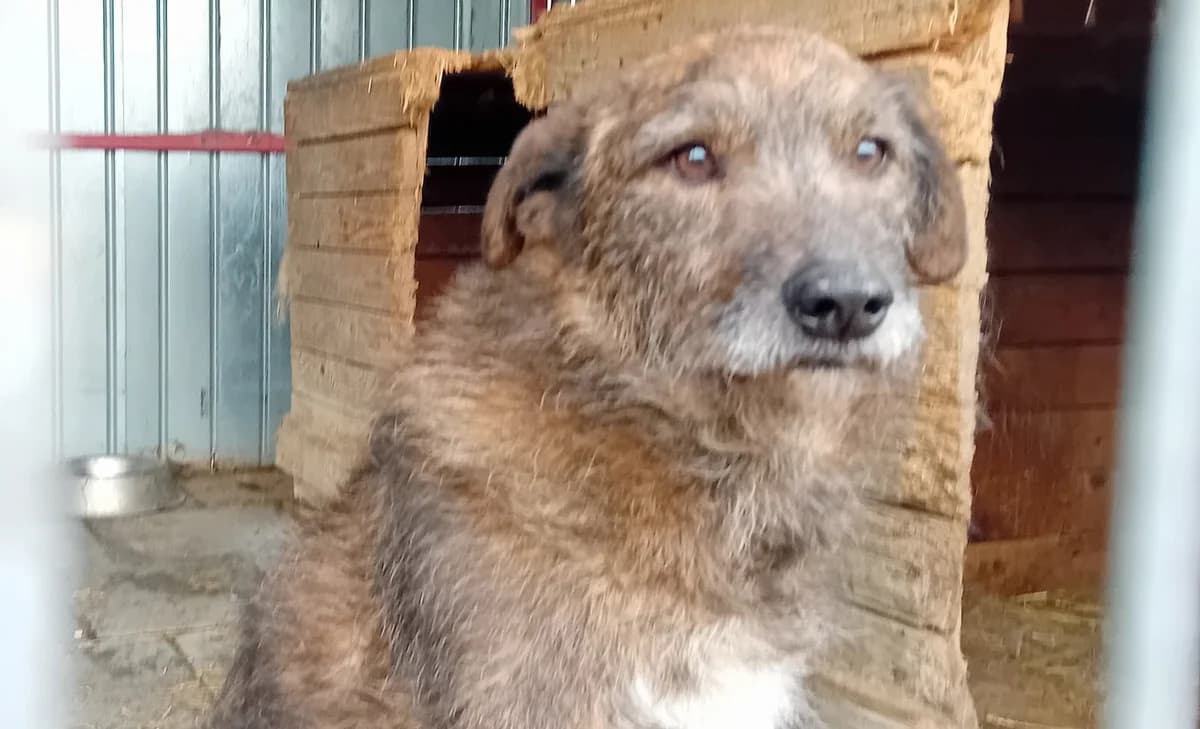 Eric, male 4yo Mixed Breed for adoption at Ein Herz für Streuner e.V., München