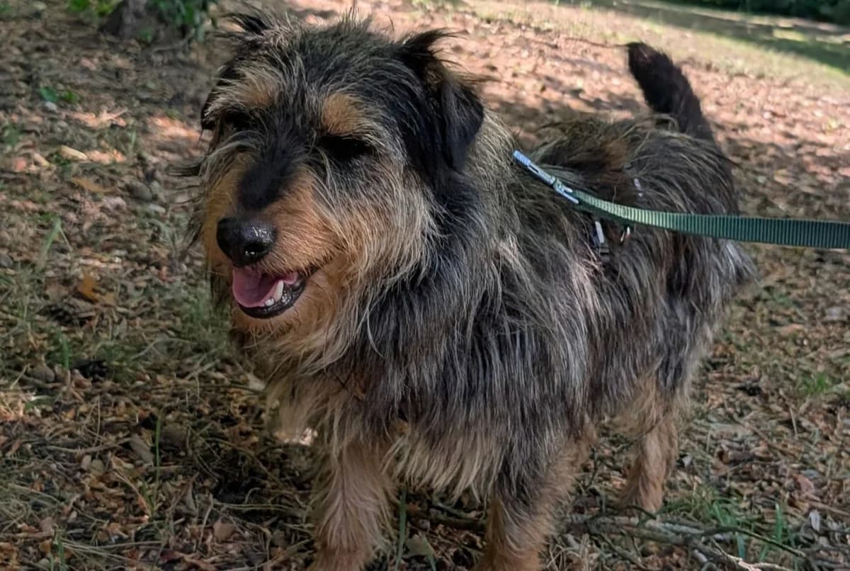 Eric, male 5yo Mixed Breed for adoption at Ein Herz für Streuner e.V., München