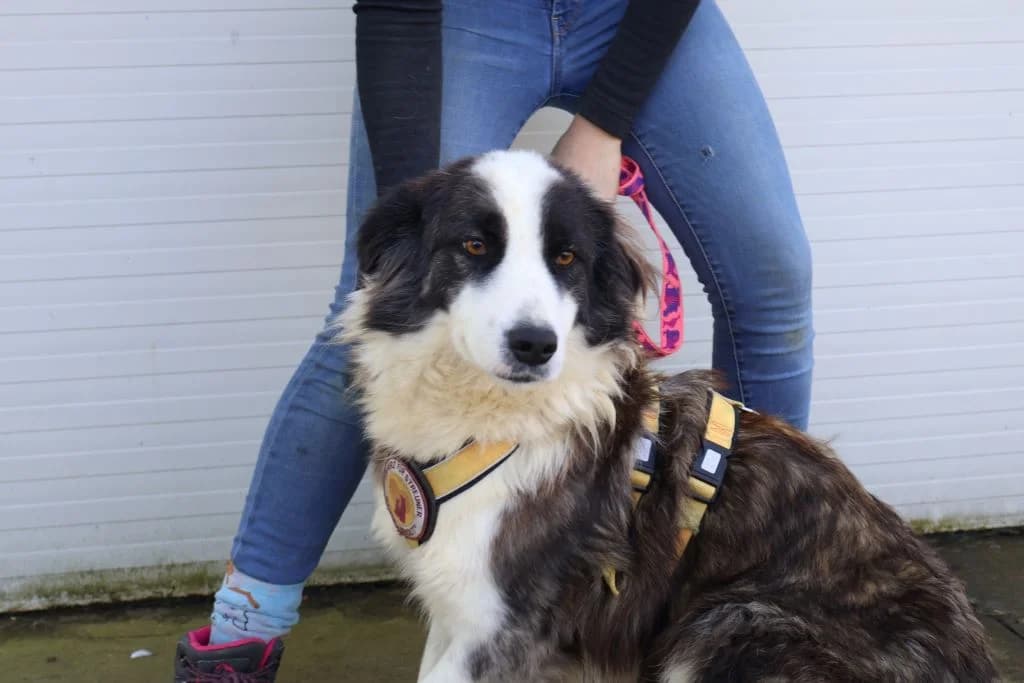Erika, female 5yo Mixed Breed for adoption at Ein Herz für Streuner e.V., München