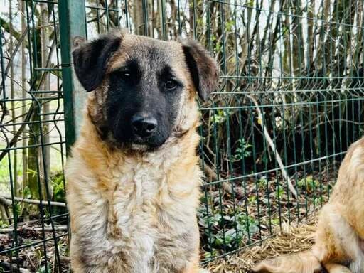 Erika, female puppy Mixed Breed for adoption at Ein Herz für Streuner e.V., München