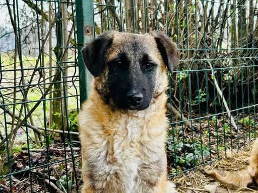 Erika, female puppy Mixed Breed for adoption at Ein Herz für Streuner e.V., München